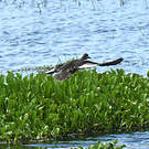 Canard à bec rouge
