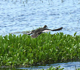 Canard à bec rouge