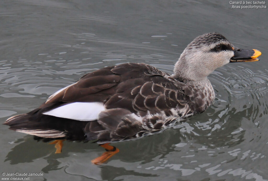 Canard à bec tacheté, Comportement