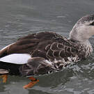 Canard à bec tacheté