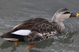 Indian Spot-billed Duck