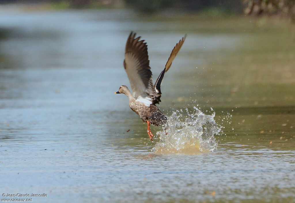 Canard à bec tacheté