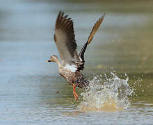 Indian Spot-billed Duck