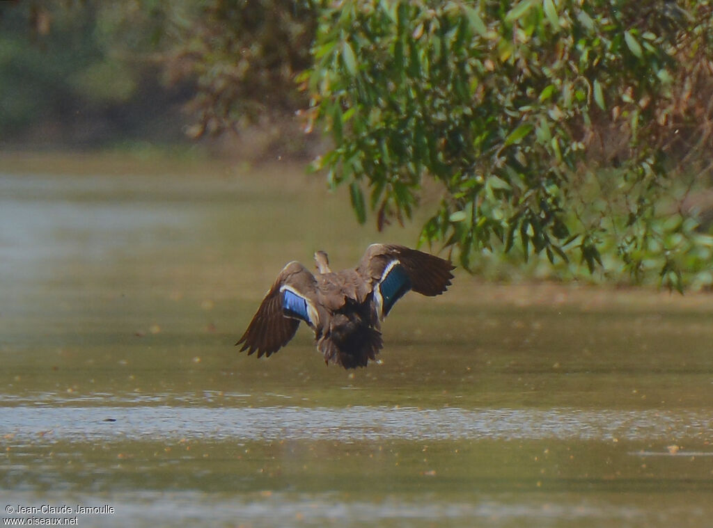 Indian Spot-billed Duck