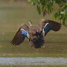 Canard à bec tacheté