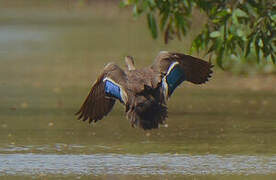 Indian Spot-billed Duck