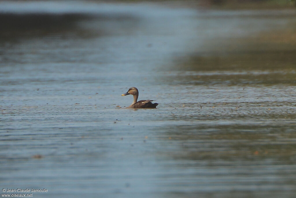 Indian Spot-billed Duck