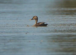 Indian Spot-billed Duck