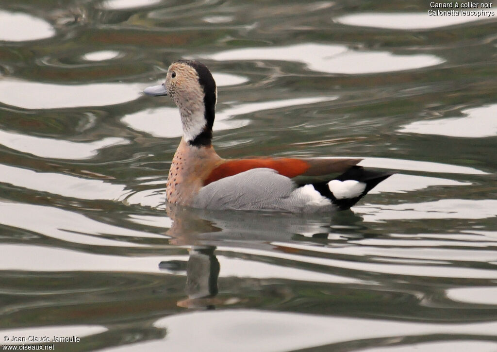 Ringed Teal