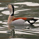 Canard à collier noir