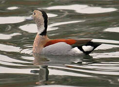 Ringed Teal