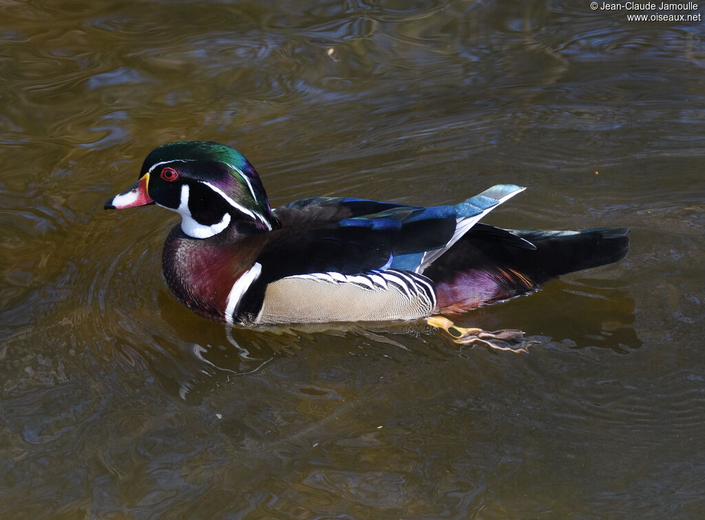 Canard carolin