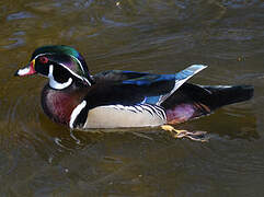 Wood Duck