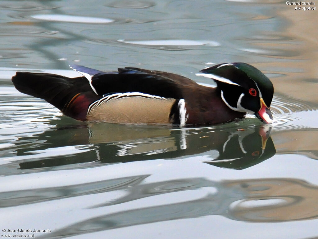 Canard carolin mâle adulte