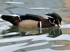 Canard carolin