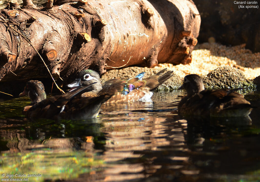 Wood Duck