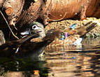 Canard carolin