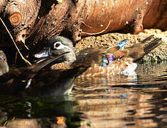 Wood Duck