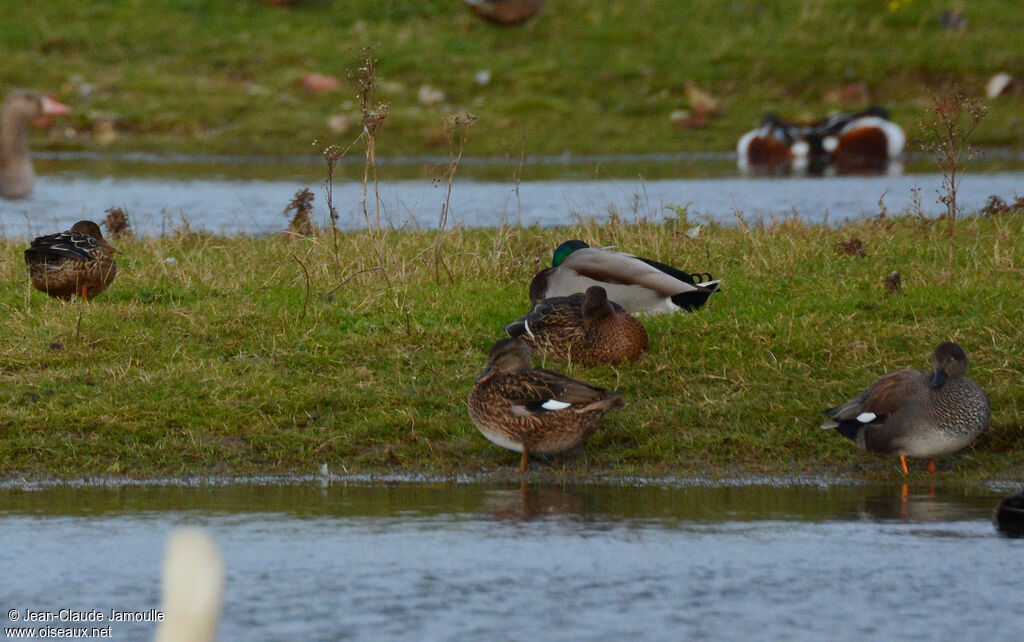 Canard chipeau