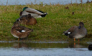 Canard chipeau