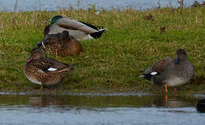 Gadwall