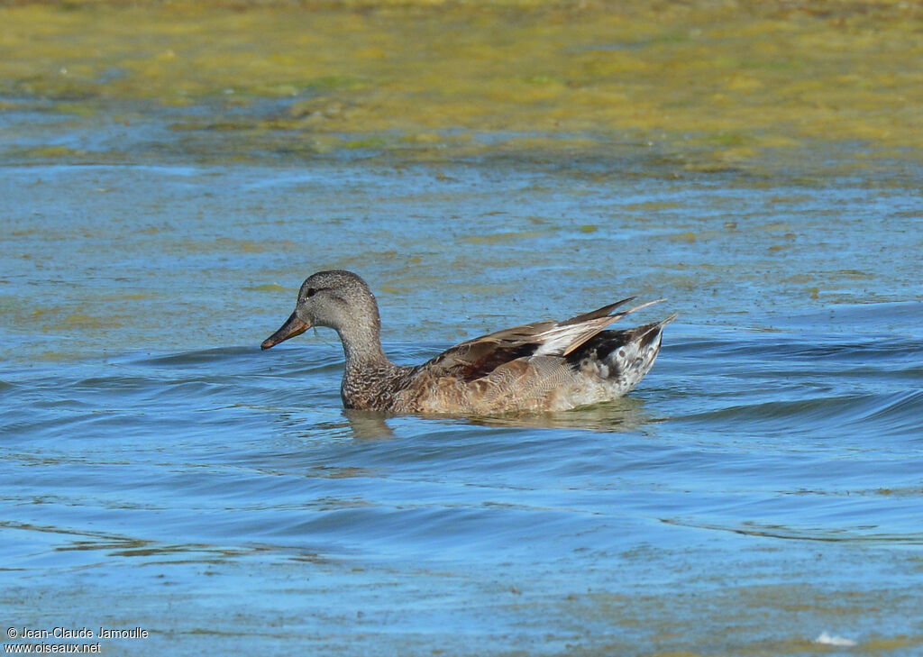 Gadwall male