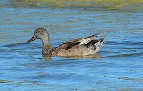 Gadwall