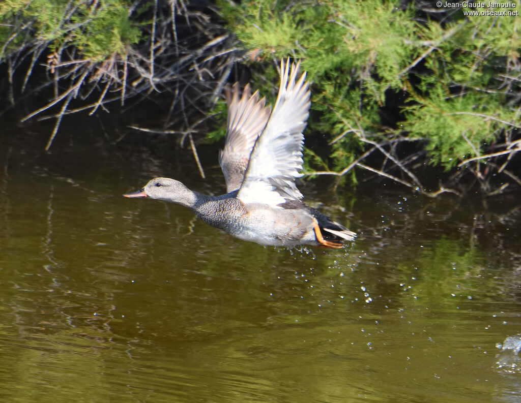 Canard chipeau