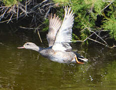 Canard chipeau