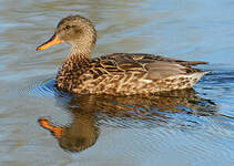 Canard chipeau