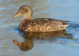 Gadwall