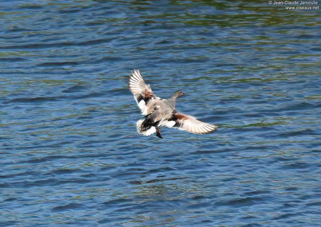 Canard chipeau