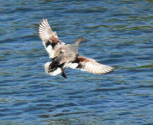 Gadwall