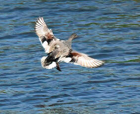 Canard chipeau