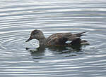 Canard chipeau