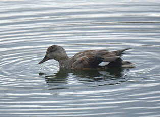 Canard chipeau