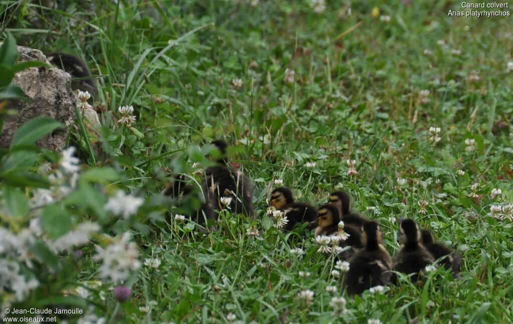 MallardFirst year, Behaviour