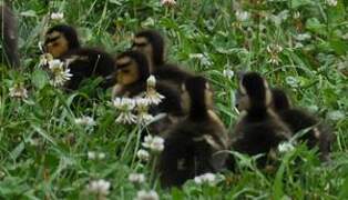 Canard colvert