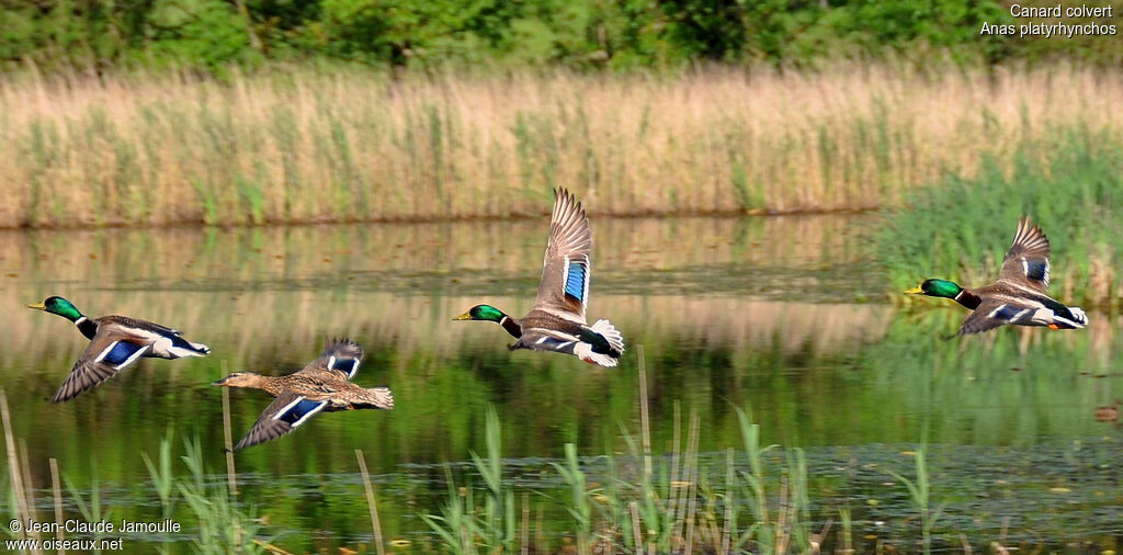 Canard colvert , Vol