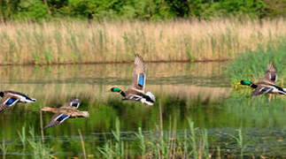 Canard colvert