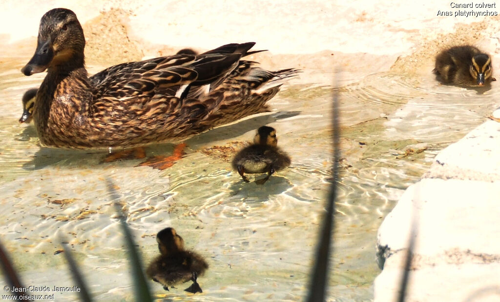 Canard colvert femelle juvénile, Comportement