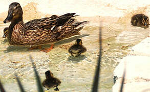 Canard colvert