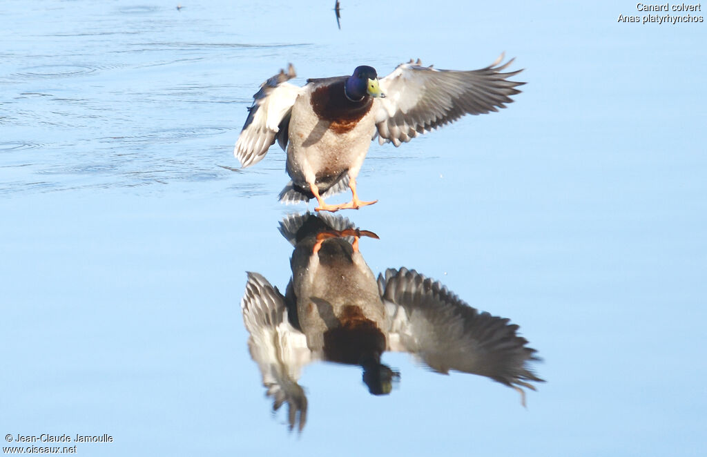 Canard colvert, Vol, Comportement