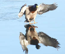 Canard colvert