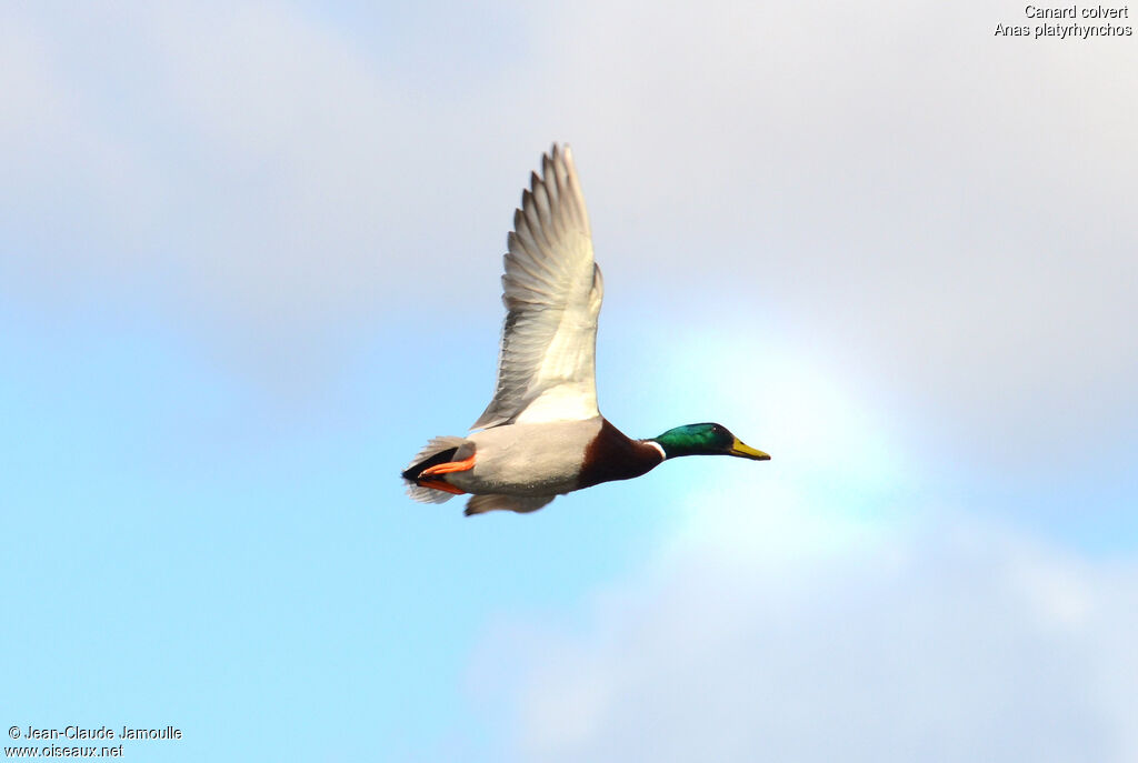 Canard colvert mâle adulte, Vol