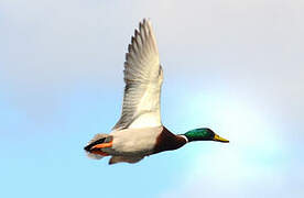 Canard colvert