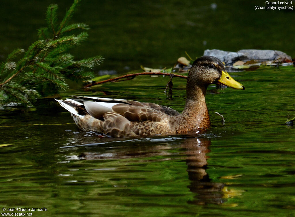 Canard colvert mâle adulte internuptial, Comportement