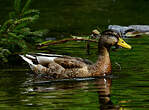 Canard colvert