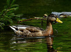 Mallard