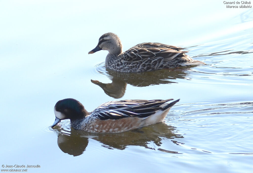 Chiloe Wigeon male